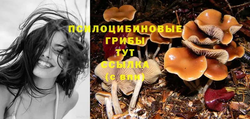 Псилоцибиновые грибы Cubensis  где купить наркоту  Заречный 